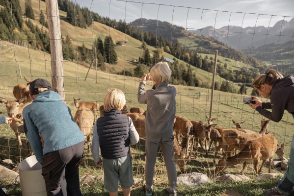Observing Red Deer in the Enclosure