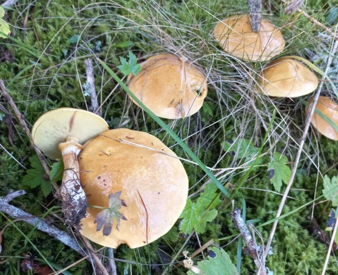 Descubrimiento de los hongos de la región