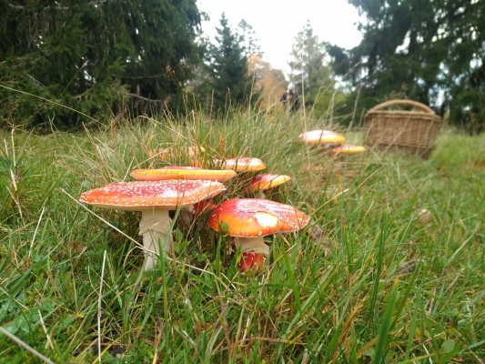 Mushroom Excursion