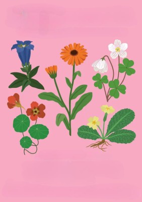 Florama - Observe the fascinating world of flowers