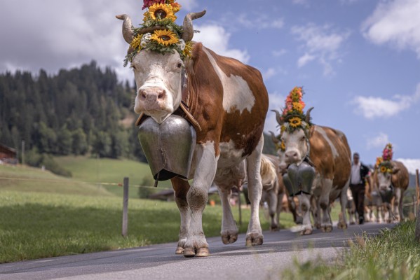 Züglete (Alpabzug)