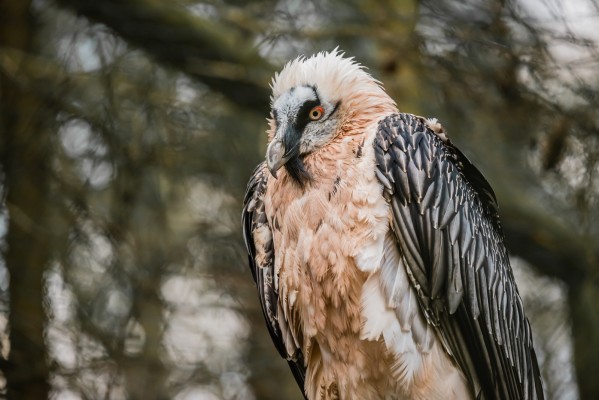 Wildlife Watching Bearded Vulture and Golden Eagle