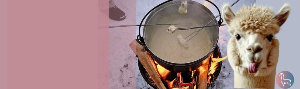 Fondue amidst Alpacas - Oetwil am See
