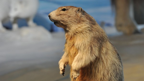 The Sleepy Marmot