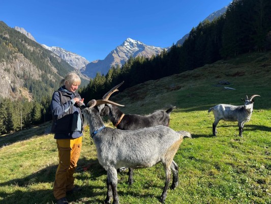 On the Way with Goats in the Maderanertal