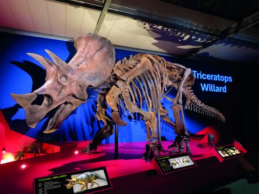 «Willard» - the world's largest Triceratops
