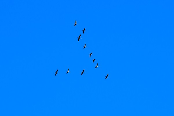 Journée Internationale de la Migration des Oiseaux