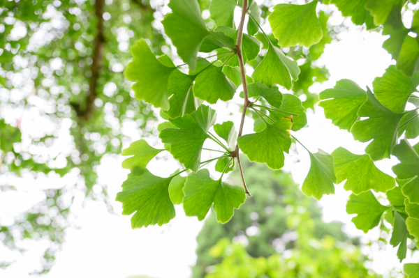 Botanischer Rundgang