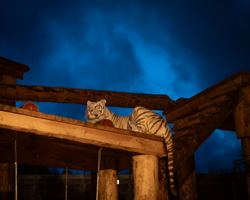 Nuit du parc - Halloween Party