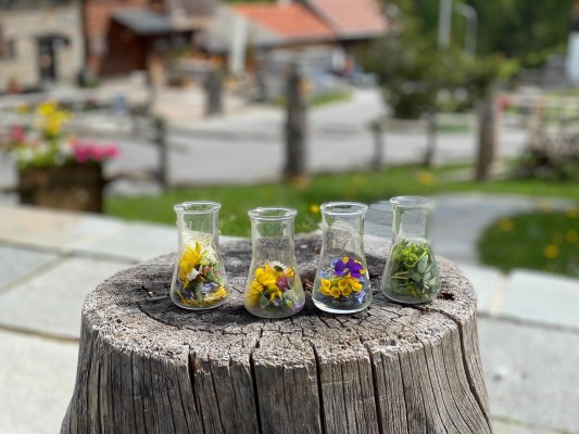 Making Pesto from Edible Wild Herbs (Bivio)