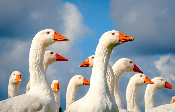 Traditional Martini Goose