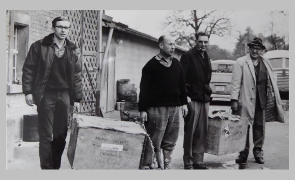 Cortar árboles, construir presas, excavar castillos: 60 años de castores en