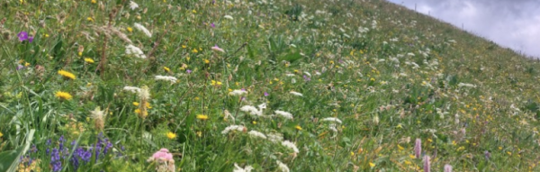 The Flora of Moléson