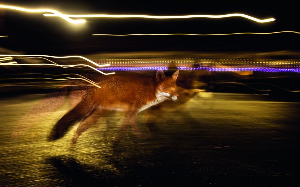 «The Fox – Master of Adaptation»