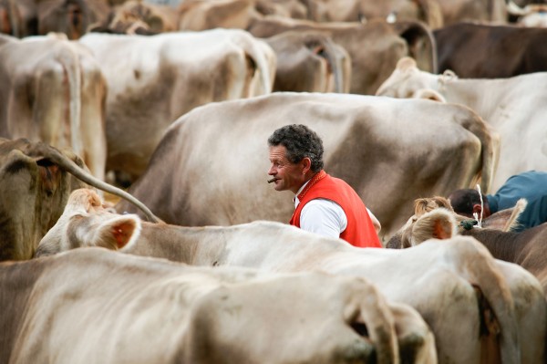 Grossviehschau in Appenzell