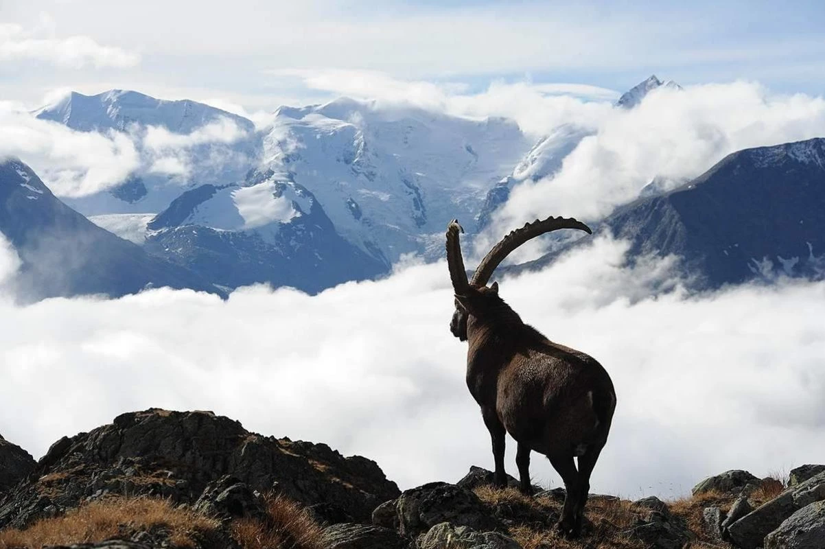 Ibex excursion summer & autumn Pontresina