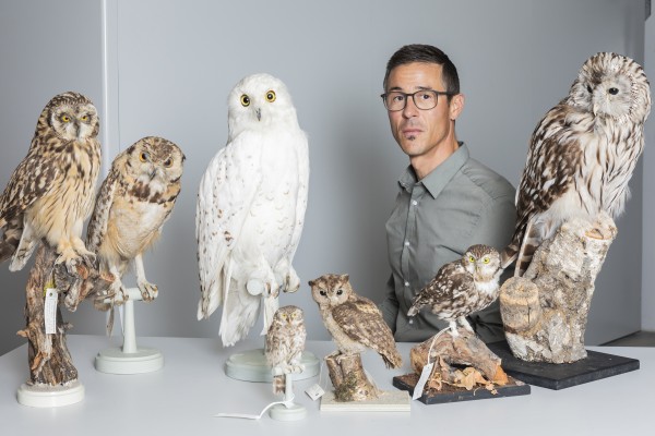 Visita de los bastidores: Búhos – Aves místicas de la noche