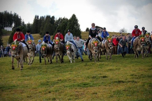 Alpchäsmarkt Flumserberg with Cow Race