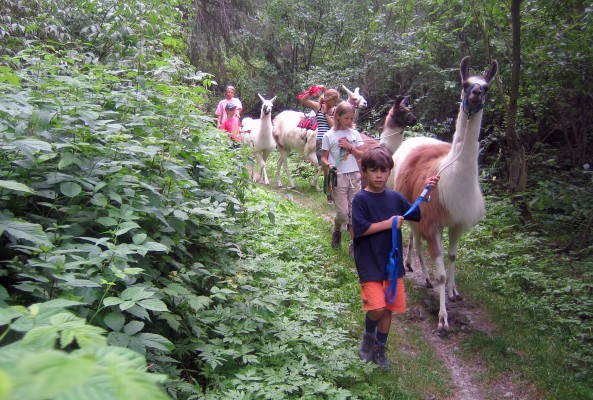 Traveling with Llamas – Custom Llama Trekking Tours
