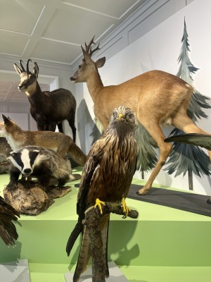 Public Guided Tour of the Temporary Exhibition