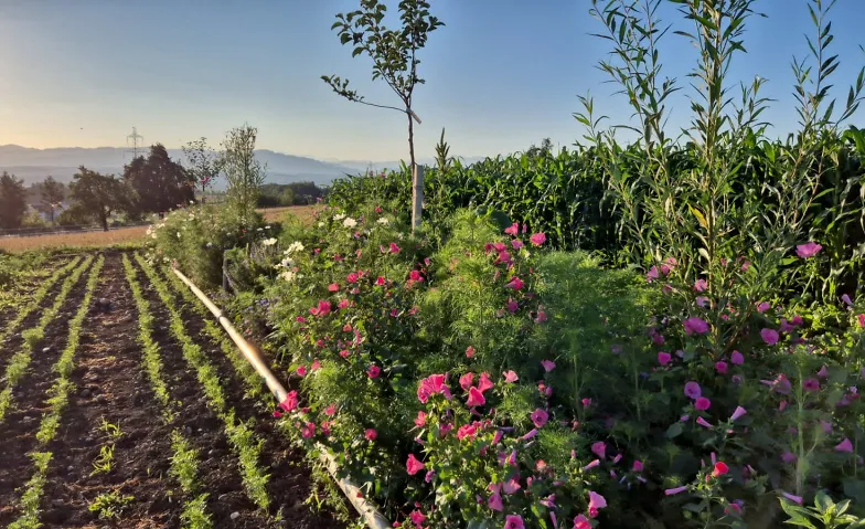 Erntedankfest & Transfarmation – Vielfalt feiern!