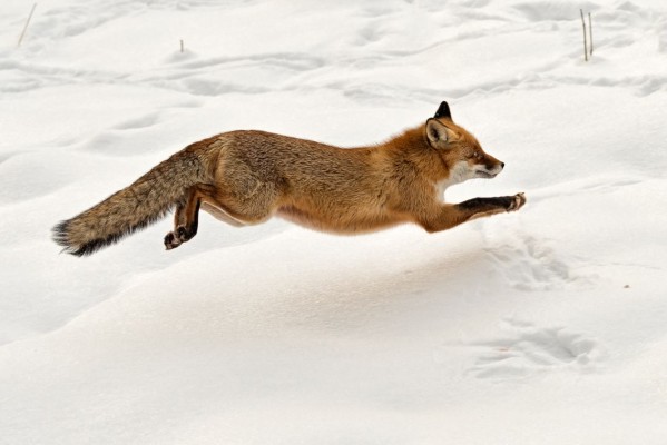 How Wild Animals Hibernate