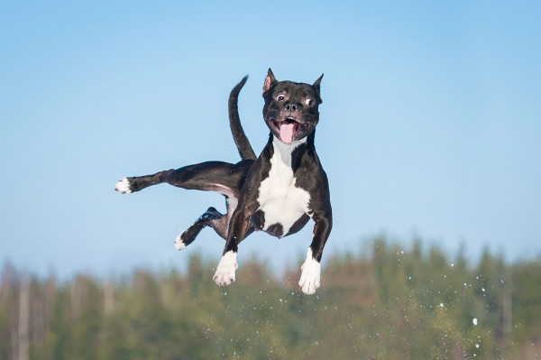 "Hibbelige Hunde" 2-Tagesseminar mit Katrin Scholz