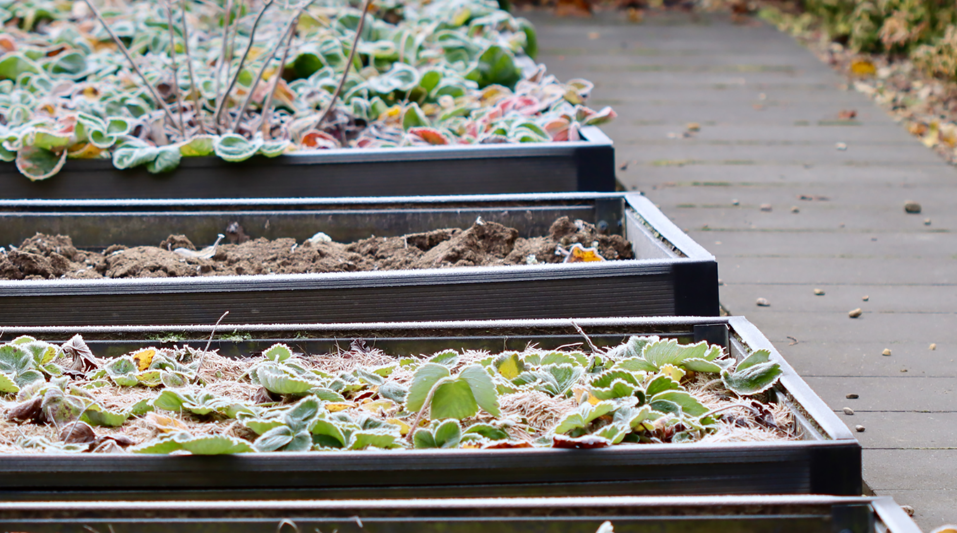 Introduction to Gardening: Preparing Your Vegetable Garden for Winter