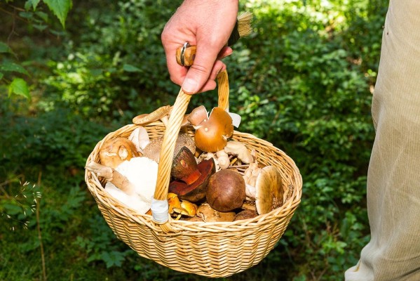 Mushroom Picking and Identification
