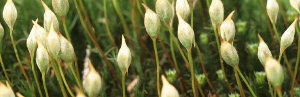 Botanical Atelier: What's Going on with the Moss?