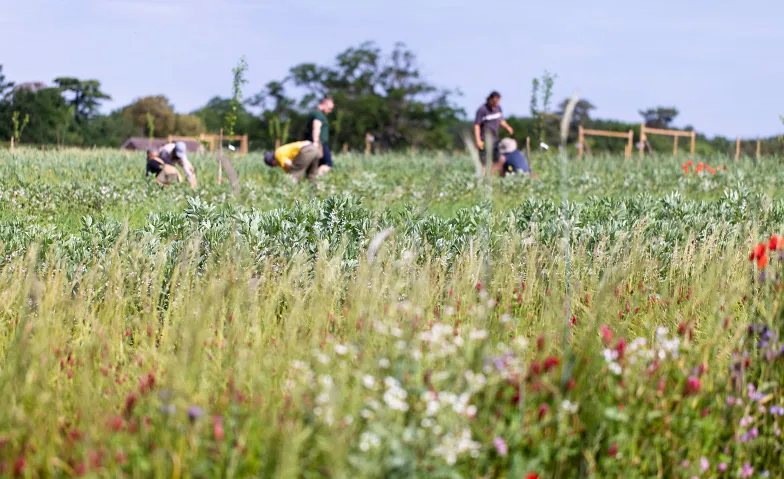 Cómo la diversidad fortalece un granja