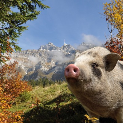 Alpine Pig Festival of Metzgete