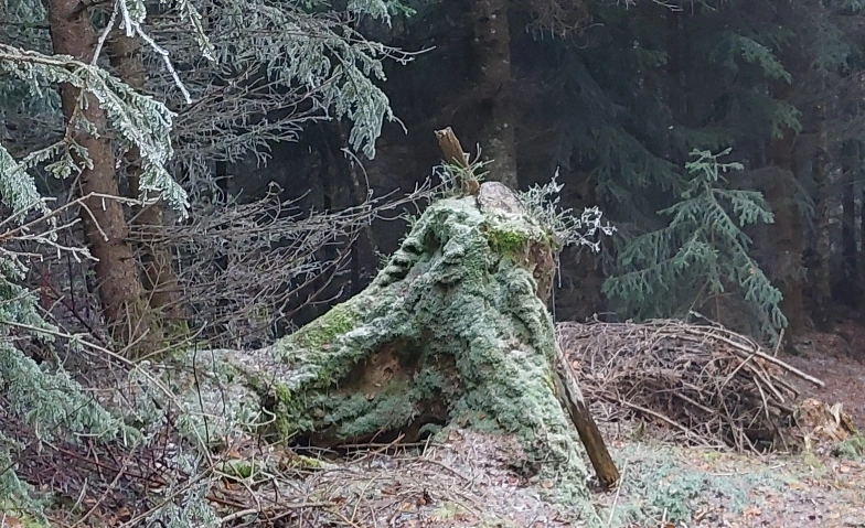 Waldauszeit- die andere Begegnung