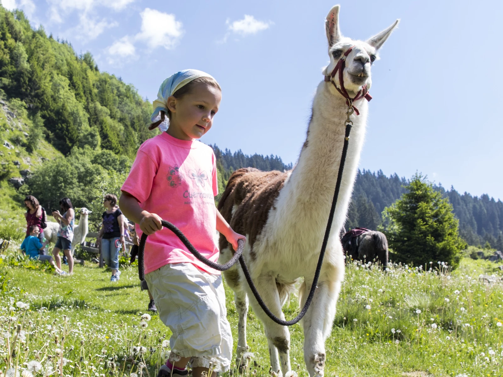 "Plai a mi": Excursión con Lamas – la aventura animal en Brigels