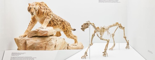 Mammoth & Sabre-Tooth Tiger. Human Evolution – A Land Before Our Time