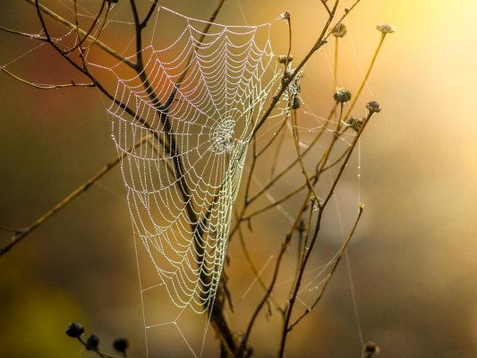 Networkers of Nature