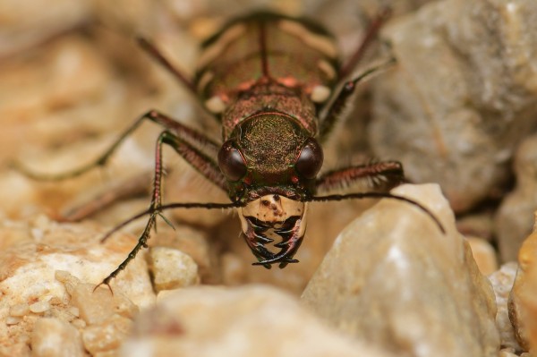 Insectes et histoires : promenade à travers le monde des insectes suisses.