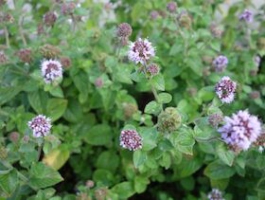 Taller de destilación: Menta