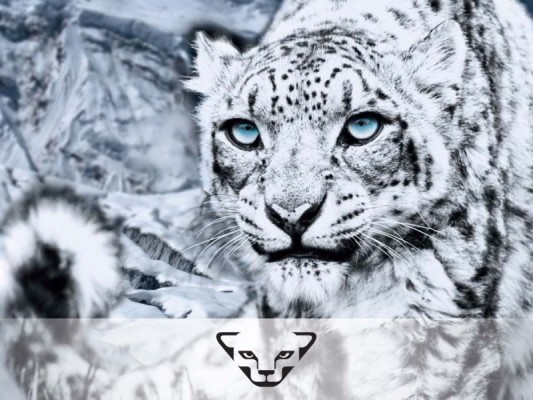 Dynafit Snowleopard Day Switzerland, Partnun