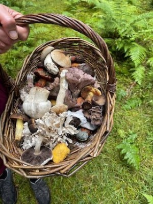 Fungus Excursion - with Udo Schäfer
