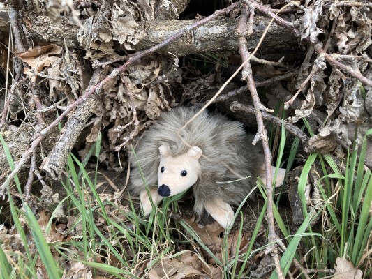 A Winter Shelter for Hedgehog Igor