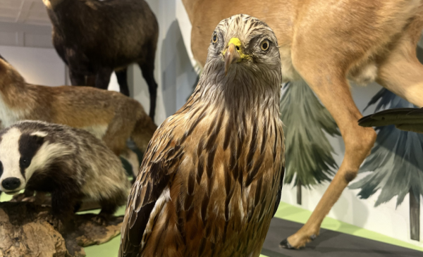 Special exhibition "Wild. Forest. We - Experience wild animals and hunting"