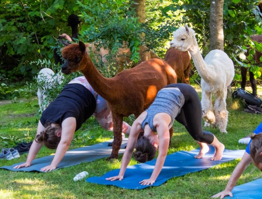 Yoga among alpacas
