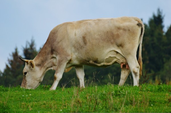 Swiss Agriculture: The Importance of Livestock and Animal Husbandry