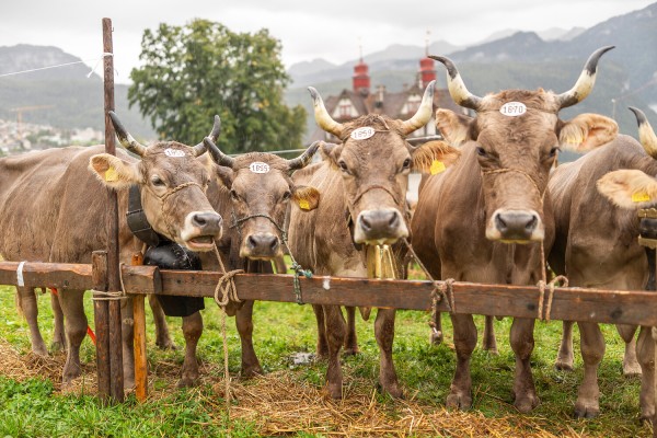 Bezirksviehschau Schwyz