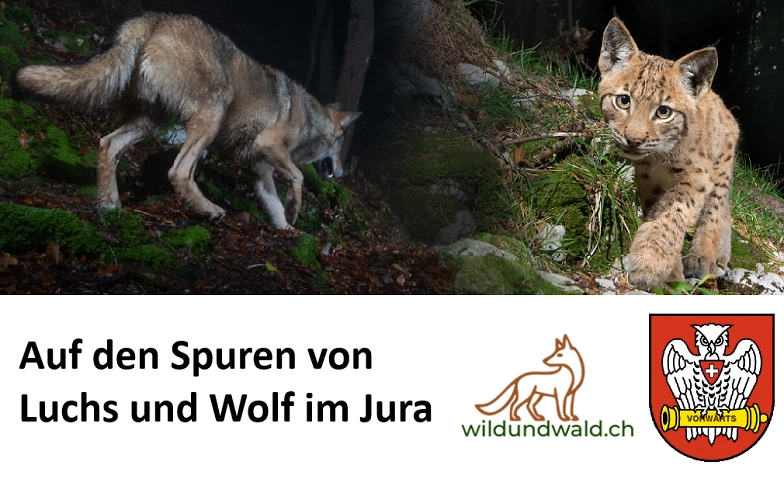 Auf den Spuren von Luchs und Wolf im Jura