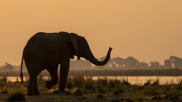 Live Lecture: Botswana and Namibia
