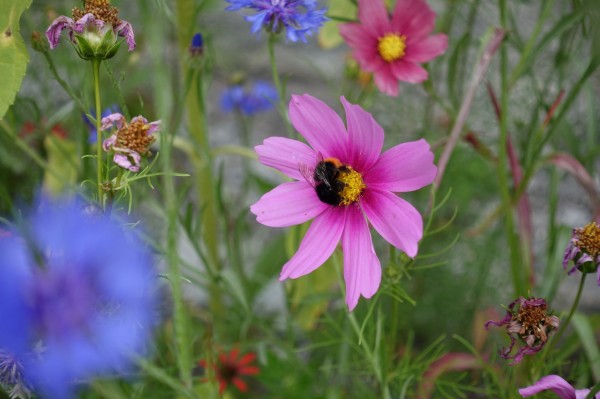 Diversity in the Garden