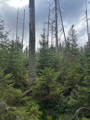 Diskussion: Was hat 35 Jahre Šumava-Nationalpark gebracht?