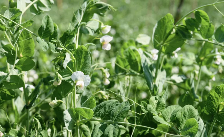 SoilToSoul-Podium: Con ciencia hacia un futuro saludable